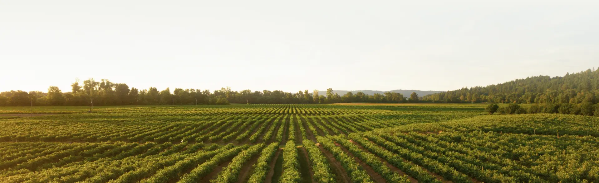 Vineyard Landscape Background